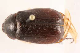 Image of Phyllophaga (Phyllophaga) anxia (Le Conte 1850)