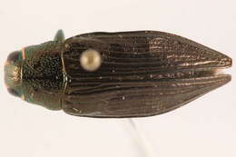 Image of Ventrally-spotted Buprestid