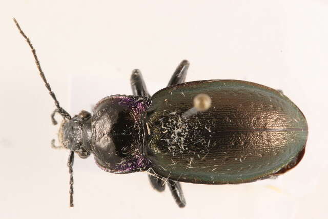 Image of European Ground beetle
