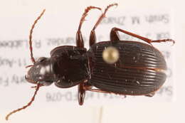 Image of Pterostichus (Hypherpes) adoxus (Say 1823)