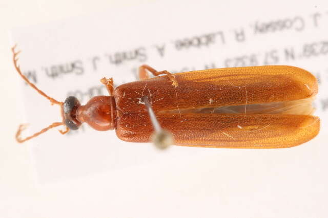 Image of <i>Dendroides concolor</i>