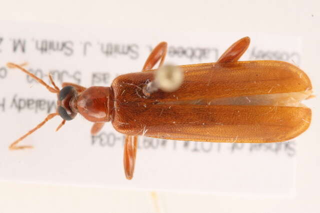 Image of <i>Dendroides concolor</i>