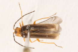 Image de <i>Rhagonycha mollis</i>