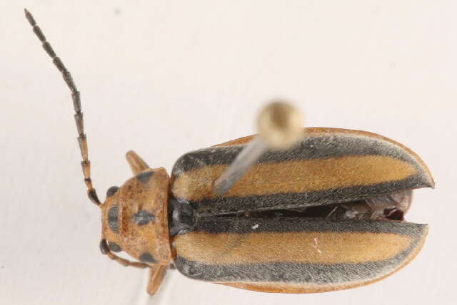 Image of Goldenrod Leaf Beetle