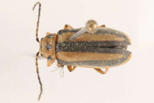 Image of Goldenrod Leaf Beetle