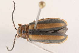 Image of Goldenrod Leaf Beetle