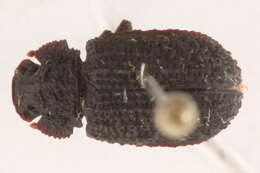 Image of Bolitophagus corticola Say 1826