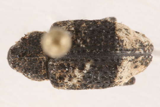 Image of Weevil