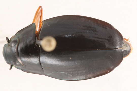 Image of Dineutus discolor Aubé 1838