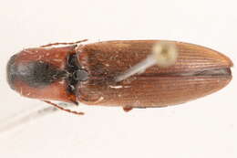 Image of <i>Agriotes fucosus</i>