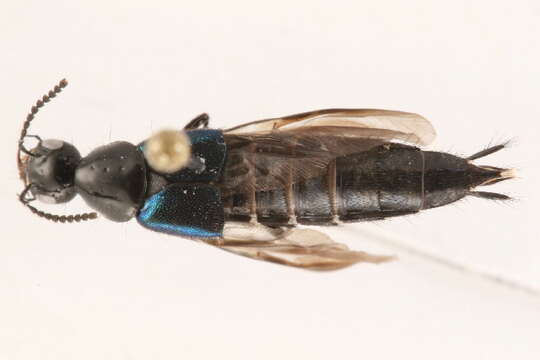 Image of Philonthus (Philonthus) caeruleipennis (Mannerheim 1830)