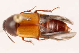 Image of Tachinus (Tachinus) fimbriatus Gravenhorst 1802