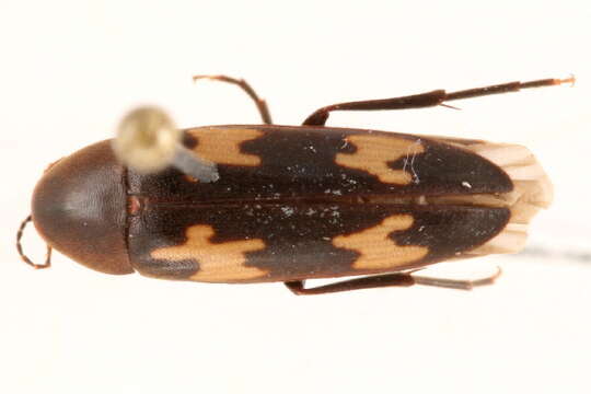 Image of <i>Dircaea liturata</i>