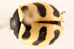 Image of Coccinella trifasciata perplexa Mulsant 1850