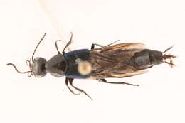 Image of Philonthus (Philonthus) caeruleipennis (Mannerheim 1830)