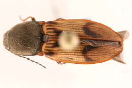 Plancia ëd <i>Pseudanostirus propolus</i>