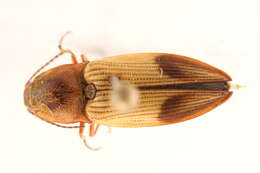 Plancia ëd <i>Pseudanostirus hamatus</i>