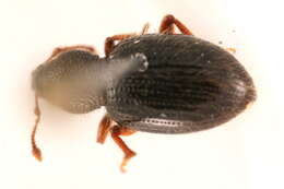 Image of <i>Barypeithes pellucidus</i>