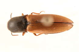 Image of <i>Agriotes limosus</i>