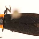 Image of Plateros lictor (Newman 1838)