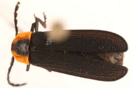 Image of Plateros lictor (Newman 1838)