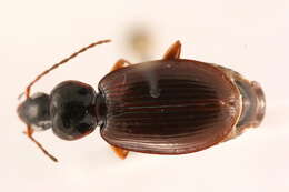 Sivun Agonum (Europhilus) retractum Le Conte 1846 kuva