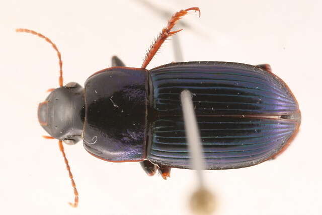 Слика од Harpalus (Harpalus) rubripes (Duftschmid 1812)