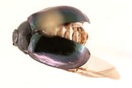 Image of willow leaf beetle