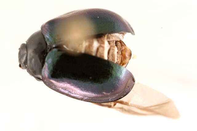 Image of willow leaf beetle