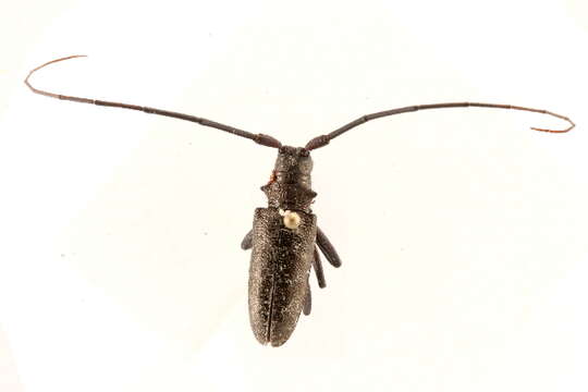 Image of Monochamus scutellatus scutellatus