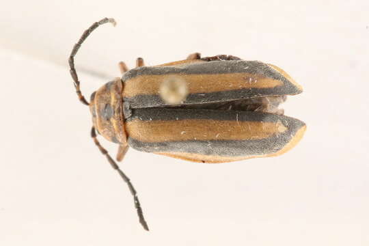 Image of Goldenrod Leaf Beetle