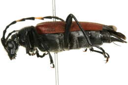 Image of Red-shouldered Pine Borer