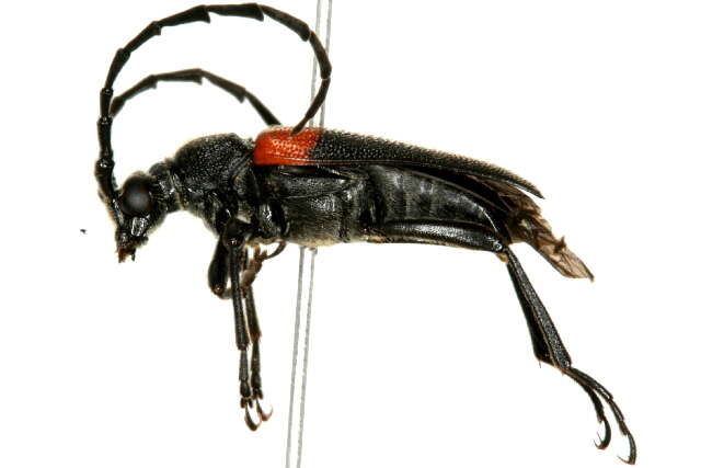 Image of Red-shouldered Pine Borer