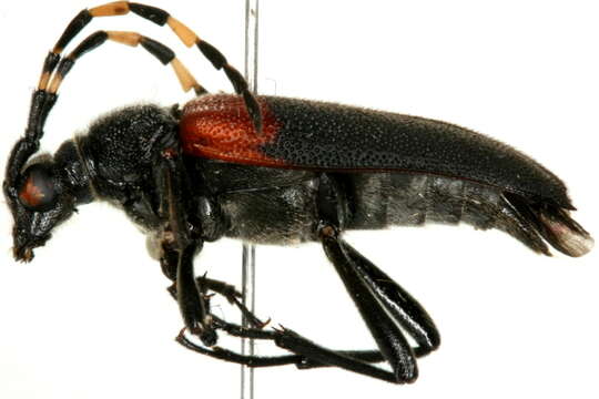 Image of Red-shouldered Pine Borer