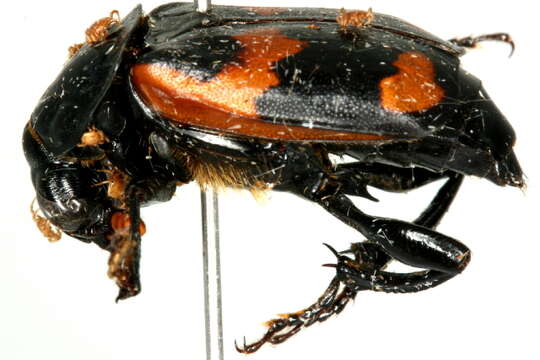 Image of Nicrophorus (Nicrophorus) sayi (Laporte de Castelnau 1840)