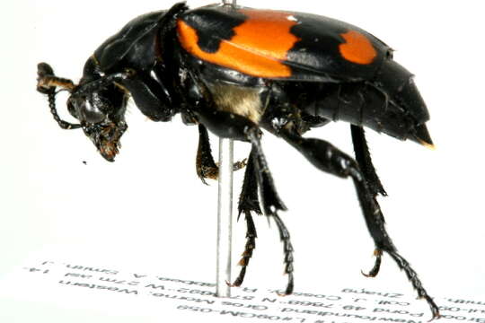 Image of Nicrophorus (Nicrophorus) hebes (Kirby 1837)