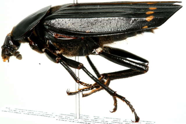 Image of Red-lined Carrion Beetle