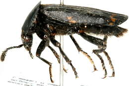 Image of Red-lined Carrion Beetle