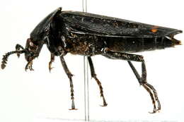 Image of Red-lined Carrion Beetle