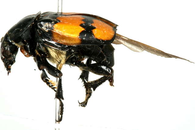 Image of Nicrophorus (Nicrophorus) defodiens (Mannerheim 1846)