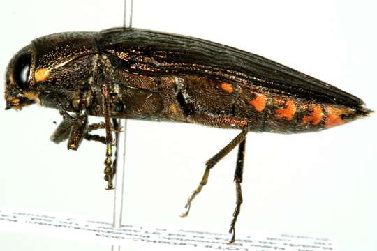 Imagem de Buprestis maculativentris Say 1825