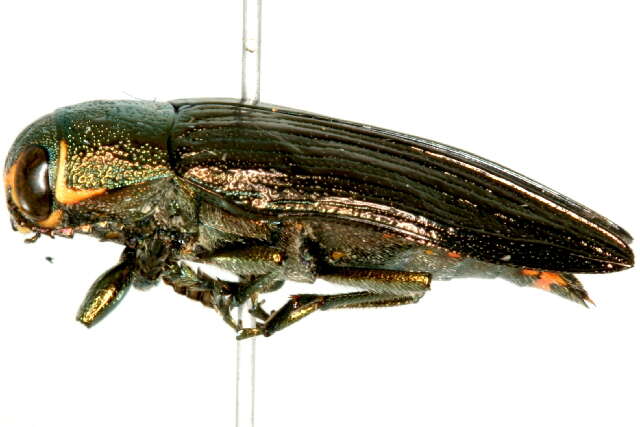 Image of Ventrally-spotted Buprestid