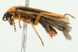 Image de <i>Rhagonycha mollis</i>