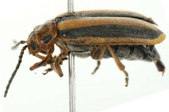 Image of Goldenrod Leaf Beetle