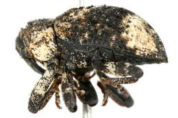 Image of Weevil