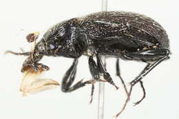 صورة Sphaeroderus nitidicollis brevoorti Le Conte 1847