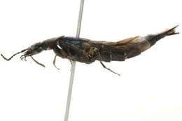 Image of Philonthus (Philonthus) caeruleipennis (Mannerheim 1830)