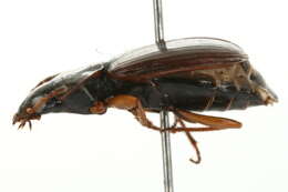 Sivun Agonum (Europhilus) retractum Le Conte 1846 kuva