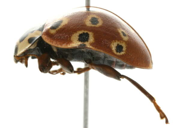 Image of Eye-spotted Lady Beetle