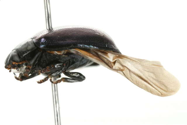 Image of willow leaf beetle